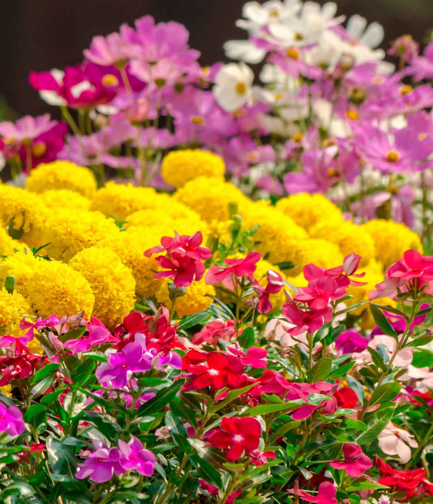 When is the Best Time to Plant Wildflower Seeds?