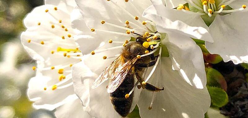 Migratory Pollination with Traveling Bee