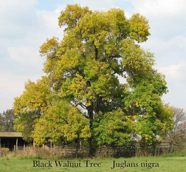  grow black walnut trees